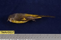 藏品(灰喉山椒鳥)的圖片